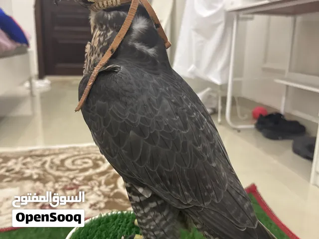 للبيع جير شاهين مزرعه فالكن سنتر 2022 الطير شرط انه صايد كل متحرك مطلوب 12