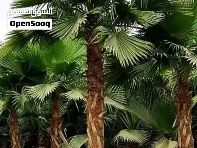 نخل واشنطني زينه للبيع بجميع المقاسات واشنطونيا امريكي توصيل ورزاعه