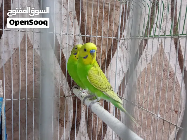 طيور حب مزاويج