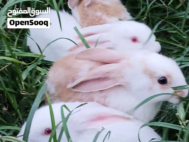 ارانب للبيع
