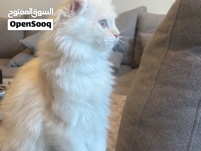 كيتنز سكوتش