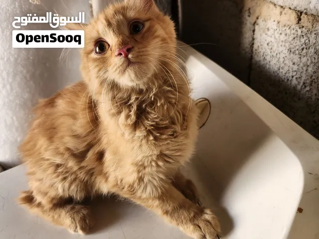 قطعة شيرازي عمر 4شهور