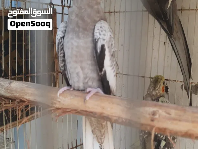 بغبغاوات كوكتيل و روز