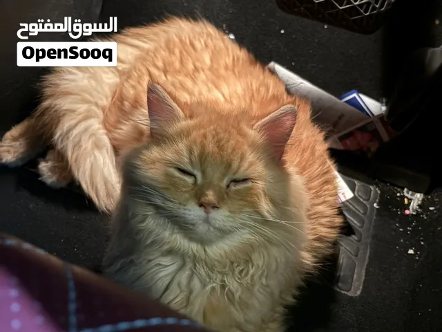 cats up for adoption