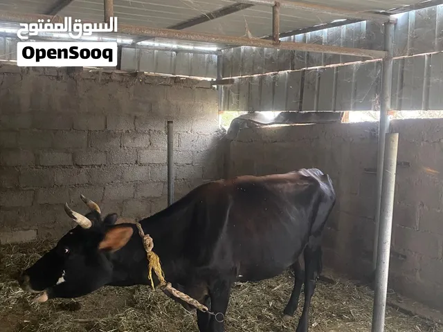بقره جيرسيه