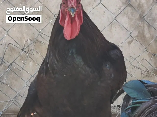 بيض دجاج رود ايلاند