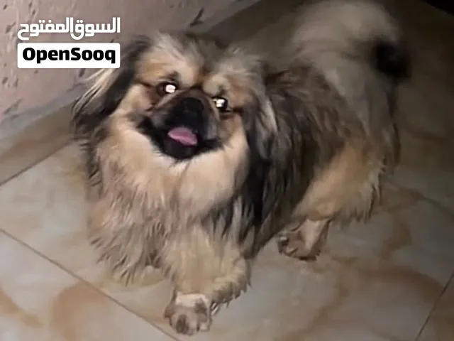 كلاب بيكنواااا