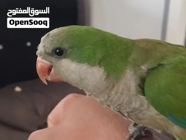 ببغاء كوكر أليف جداا