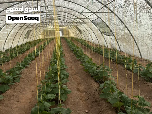 مزرعة بيوت محميه للايجار الشهري والسنوي