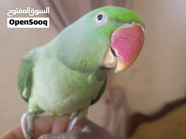 بالصلاه على النبي حبه كساندرا جاهزه