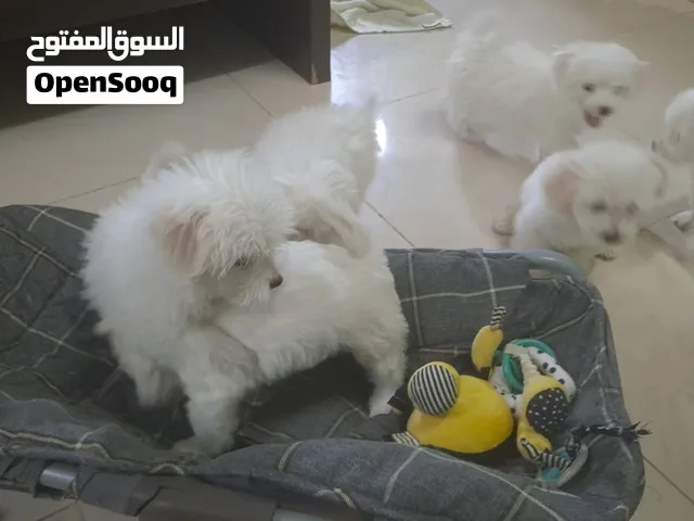 Maltese Puppies