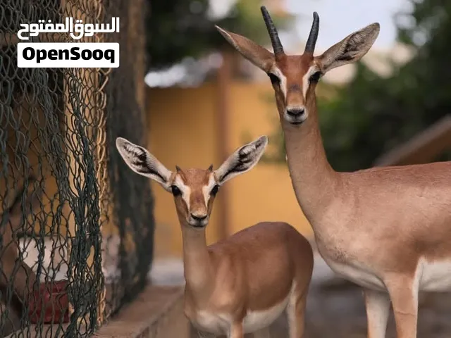 غزلان كبار منتجات للبيع في السعودية