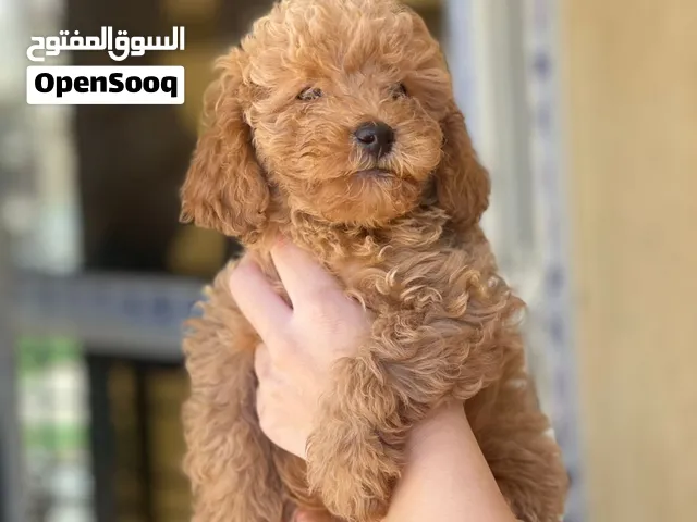 توي بودل ذكور 55 يوم