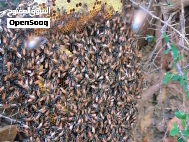 عسل بو طويق