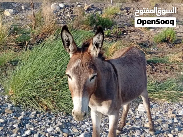 حمار للبيع في ولاية دماء والطايين
