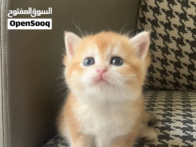 Playful kittens for adoption