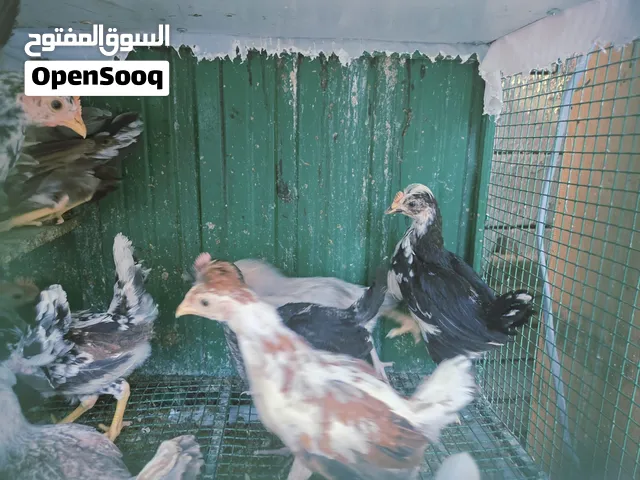 للبيع دجاج وديك عربي مشكل مع انواع طيبه