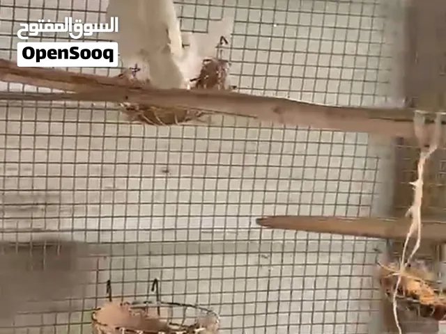 للبيع ايواز ياكريم