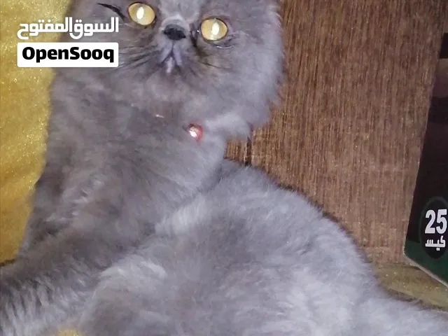 أنثى بيكي فيس