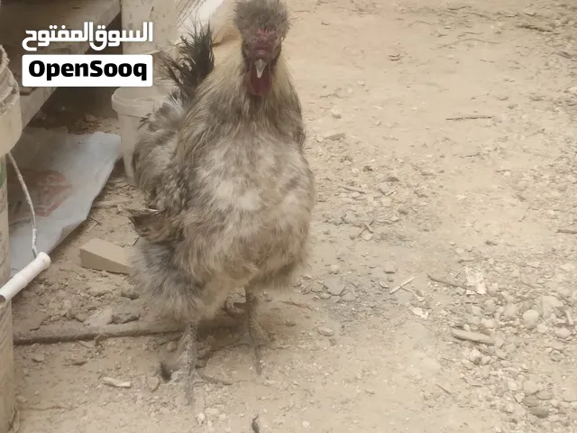 بسم الله ماشاء الله أقراء الوصف