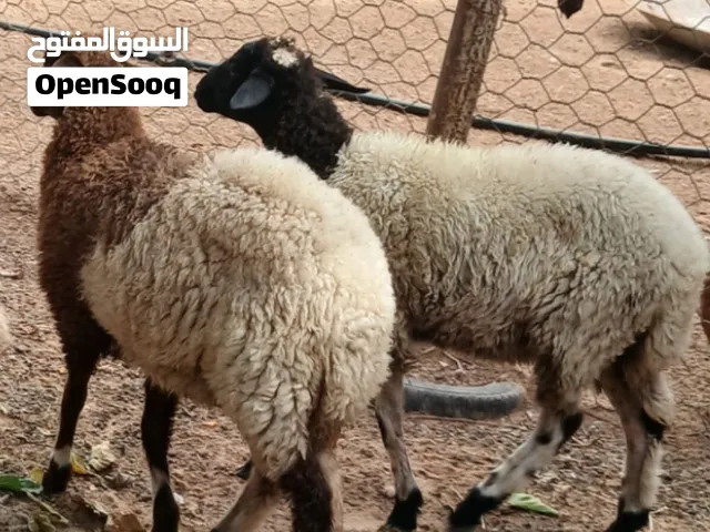 زوز إفطايم وطنيات عمرهم 7 شهور إفطايم ماشاء الله لا قوة إلا بالله إفطايم مد وطول وخشم وقفا خاليات من