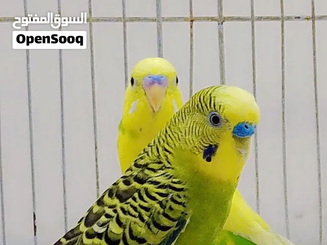 السلام عليكم طيور الحب مزاويج زوجين للبيع عله باب بيض جنح كامل نضيفات تغريد فول طيور جاهزه السعر 40