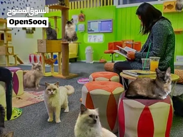 Animal and Cat Care