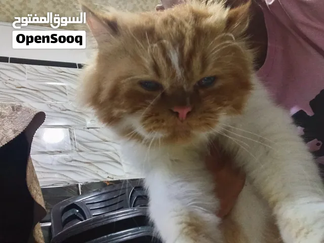 Chat persan pure race