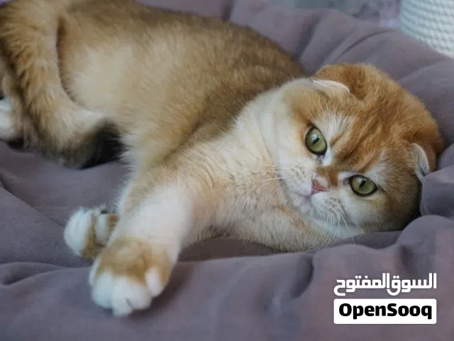 ذكر ny11 سكوتش فولد برتش شورت هير