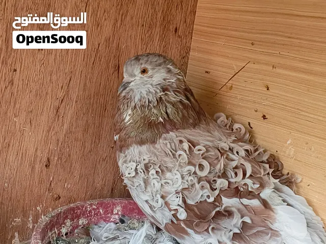 طبور نكرو سوبر جانبو