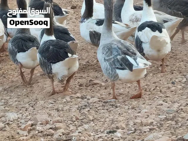 السلام عليكم ورحمةالله وبركاته وز للبيع