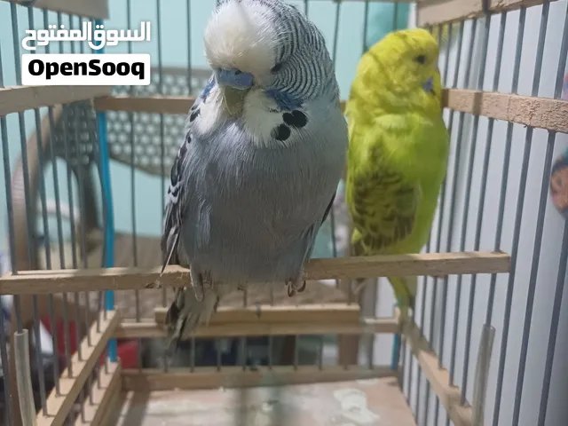 دكر نص يورك رمادي