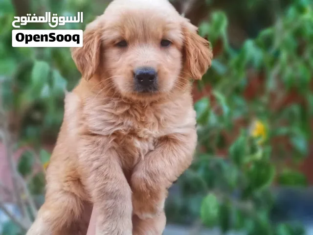 جولدن رتريفر