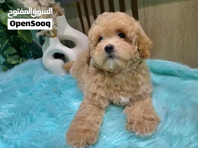 Toy poodle females
