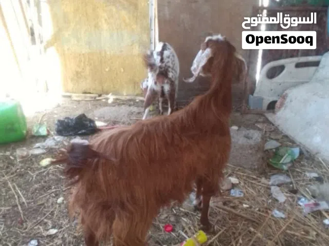 السلام عليكم صخله شامي حامل