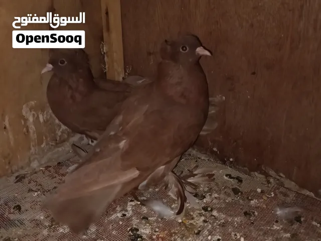 زوج رواعب نجفيات  ابوهن نجفي وامهن كرنكو بيضه كسره ورعشه طيور حلوات الوصف مهم
