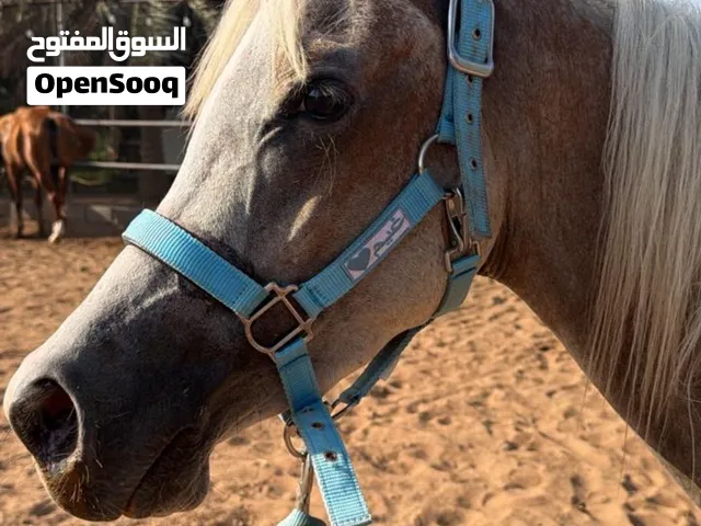 2000 درهم مهر العمر : سنه ونص  الموقع: خورفكان