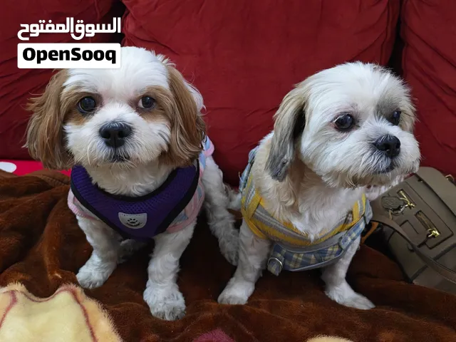 2 Female Shih Tzu Dogs