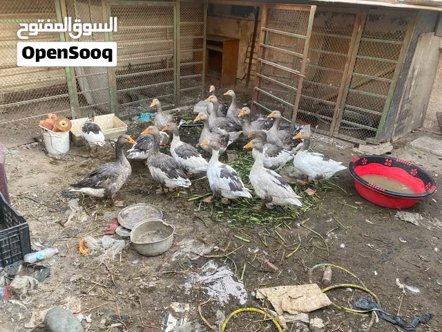 يوجد بط للبيع