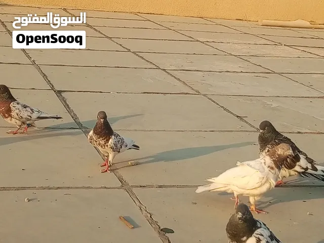 15تار للبيع شلع