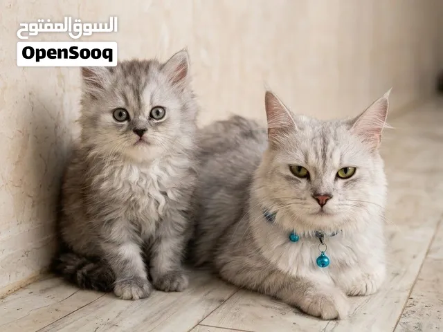 أجمل ثنائي يمكن أن تُثري به بيتك! قطة شيرازية حنونة جداً مع طفلها الصغير اللطيف