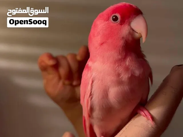 عصافير للبيع
