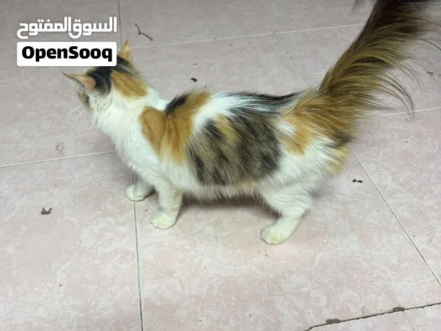 الأنثى شيرازيه مطلوب فيها50 ريال