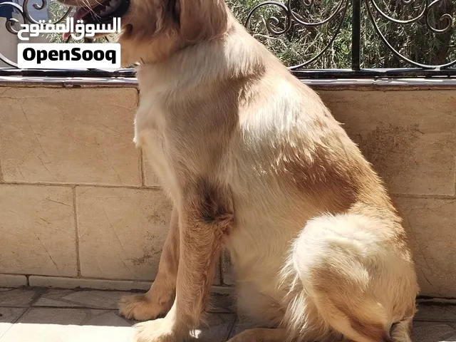 نتاية جولدن ريتريفر بيور ممتازة - عمر 9 شهور مطعمة بالكامل بالدفتر