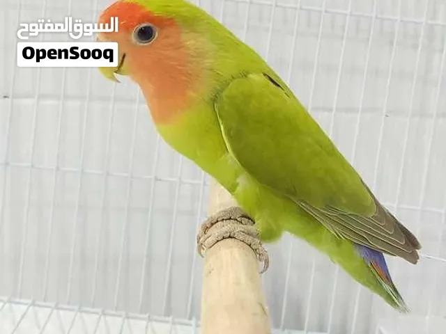 طيور زبرا وروز للبيع