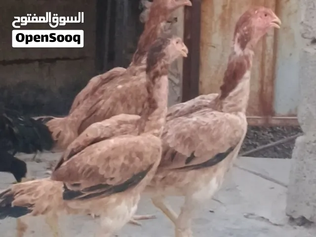 ثلاث دجاجات هراتي تركي