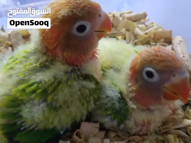 طيور غندور زق الوصف مهم