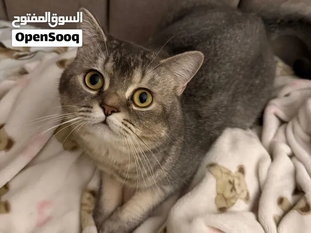 للبيع قط ذكر طالب تزاوج بيرتش شورت هير برو مستوى عالي