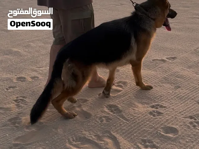 جيرمن سيبرد