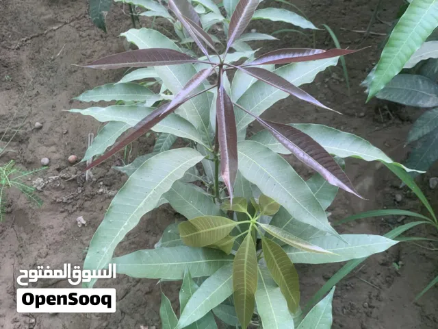 متوفر بعض من أصناف المانجو تركيب على اصل محلي صنف قراط صنف مليكا صنف برماسي صنف لانجرا وغيرها متوفره
